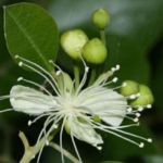 Buy Tree Caper, Grand caper, capparis grandis, thoratti, 
pachunda, padanbor, torate, தொரட்டி - Live plant 
online shopping for sale