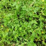 Buy Rumex hastatus, Dock leaf - live plant online shopping for 
sale