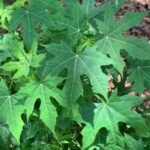 Buy Tree spinach, chaya, Cnidoscolus aconitifolius, Jatropha 
aconitifolia, chaya mansa - Live plant online shopping for sale