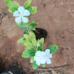 Buy Vinca rosea white flower, catharanthus roseus white flower, 
nithyakalyani, sadabahar white flower - Live plant online 
shopping for sale