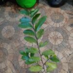 Buy Sakkada maram, Miliusa eriocarpa - Live plant online shopping 
for sale