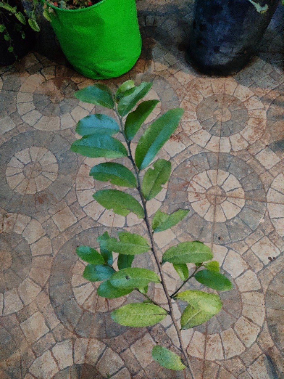 ML-0357-sakkada-maram.jpeg Buy Sakkada maram, Miliusa eriocarpa - Live plant online shopping
for sale - Image 1