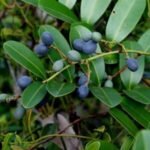 Buy diospyros melanoxylon, beedi ilaimaram, Coromandel Ebony, 
Black Ebony, Ebony Persimmon, Kendu leaves, Tendu leaves, Ebony, 
East Indian Ebony - Live Plant Online Shopping for Sale
