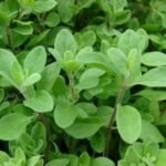 Buy guab, indian persimmon, thumbika, bandadamara, toopura, gaab, 
தும்பிகா, diospyros malabarica, diospyros 
peregrina - Live plant online shopping for sale