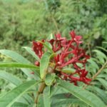 Buy Clerodendrum indicum, bharangi, narivalai, Bowing flower, 
India tubeflower, sky rocket - Live plant online shopping for 
sale