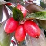 Buy Elaegnus conferta, Wild Olive, Bastard Oleaster, Snake Fruit, 
মিৰিকাতেংগা, Mirika-tenga, Bon-jara - Live 
plant online shopping for sale