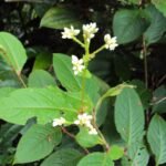 Buy Polygonum chinensis, Tongue of buffalo, Chinese Knotweed, 
Bilikonde, Erumainakkuchedi, Kunamokka, Mudanthi, Mukkala, 
Oduthan, Poovallikodi, Thiruthanni, Thondi - Live plant online 
shopping for sale