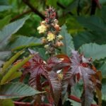 Buy Ricinus communis, Castor bean, Castor oil plant, Wonder tree, 
ஆமணக்கு, Amanakku, 
விளக்கெண்ணை, Vilakkennai Kottaimuttu, 
Arandi, अरंडी - Live plant online shopping for sale