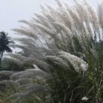 Buy Saccharum spontaneum, kans grass, कांस, Kaans, 
peikarumbu, kaki ceruku, kaadu kabbu - Live plant online shopping 
for sale