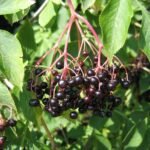 Buy Sambuccus nigra, sambucus, european elder, elder berry, black 
elder - Live plant online shopping for sale