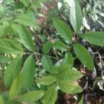Buy Dysoxylum binectariferum, Karakil, Agunni agil, Chembil - 
live plant online shopping for sale