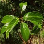 Buy red cassia, ceylon senna - Live Plant Online Shopping for 
Sale