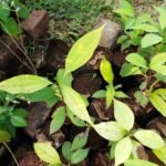 Buy Neolitsea cassia, Grey Bollywood, smooth - barb bollygum,  
Laurus cassia, Litsea zeylanica, Neolitsea zeylanica, Kanvel, 
Kilampalam, venkana, kukka karpooram, chirchira - Live plant 
online shopping for sale