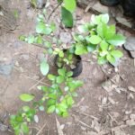 Buy Flacourtia indica, Flacourtia ramontchi, Flacourtia sepiaria, Flacourtia sapida, சொத்தைக்களா, Katukalai, Katahi, Bilangoa, Kanjubainch, Mulluthare, sothaikalaa, Kodumundi, Kanregu, Putikatada, Kuragayi - Live Plant Online Shopping for Sale