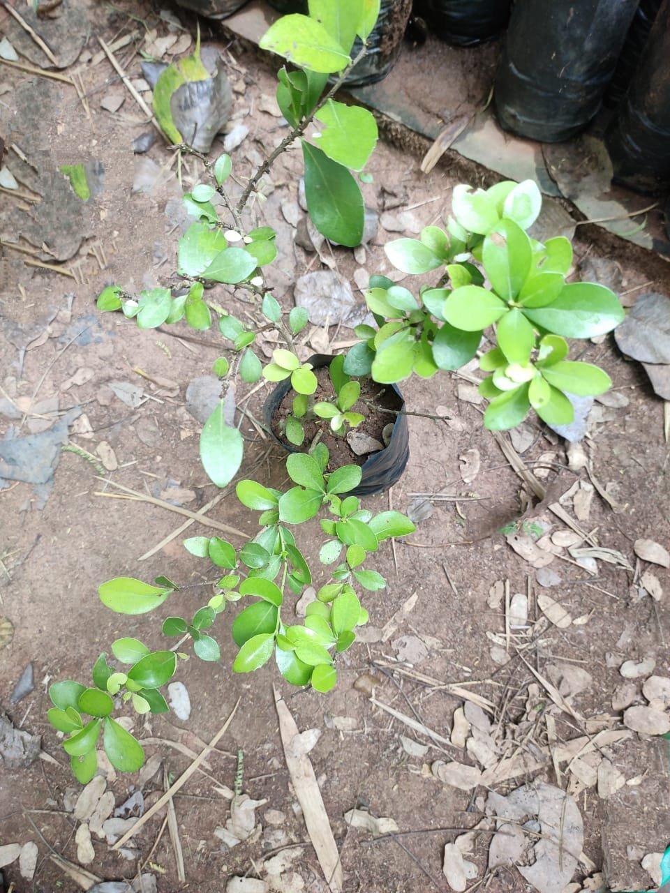 ML-0375-flacourtia-indica.jpeg Buy Flacourtia indica, Flacourtia ramontchi, Flacourtia sepiaria, Flacourtia sapida, சொத்தைக்களா, Katukalai, Katahi, Bilangoa, Kanjubainch, Mulluthare, sothaikalaa, Kodumundi, Kanregu, Putikatada, Kuragayi - Live Plant Online Shopping for Sale - Image 1
