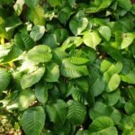 Buy Hura crepitans, Sandbox Tree, Possum Wood, Jabillo, Dynamite 
tree, Monkey no climb, Retidaani, Retidani, Seema buruga, Hura 
brasiliensis, mullarasan, முள்அரசன் - Live 
plant online shopping for sale