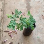 Buy Albizia lathamii Hole, natoonjal, 
நட்டூஞ்சல் - IUCN Endangered - Live plant 
online shopping for sale