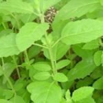 Buy Ocimum tenuiflorum - white, ramar tulsi, safed tulsi - Live 
plant online shopping for sale