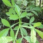 Buy Vitex altissima, peacock foot chaste tree, mayiladi nochi, 
mayil paatham nochi - Live plant online shopping for sale