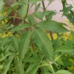 Buy Vitex negundo, veli nochi, vennochi, vellai nochi, lekki - 
Live plant online shopping for sale