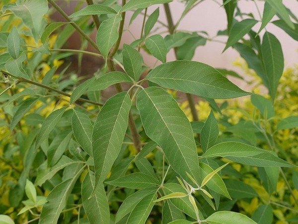 ML-0390-vitex-negundo.jpg Buy Vitex negundo, veli nochi, vennochi, vellai nochi, lekki -
Live plant online shopping for sale - Image 1