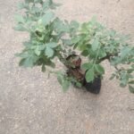 Buy Bursera penicillata, Indian lavender tree, scent tree - Live 
plant online shopping for sale