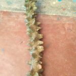 Buy Yeru singi - thin stick, ஏறுசிங்கி - 
குச்சி, ஏறுசிங்கி - 
குச்சி - Online Shopping For Sale