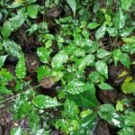 Buy Jasminum azoricum, konda jaji, lemon scented jasmine - Live 
plant online shopping for sale