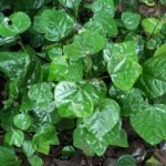 Buy Diploclisia glaucescens, Cocculus macrocarpa, Ramrakh, 
huriyana ambu, malai kattukodi - Live plant online shopping for 
sale