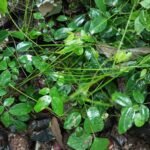 Buy Entada rheedii, kakkumkaya, African dream herb, seppe ambu, 
yaanai kolinji, யானைக் கொழிஞ்சி, sea 
bean - Live plant online shopping for sale