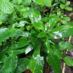 Buy Persea macrantha, Kulamavu, Kulirmavu, Kurma, Malamavu, 
Ooravu Uramavu, Uravu Aanai, kuru Kula Mavu, Kolamavu - Live 
plant online shopping for sale