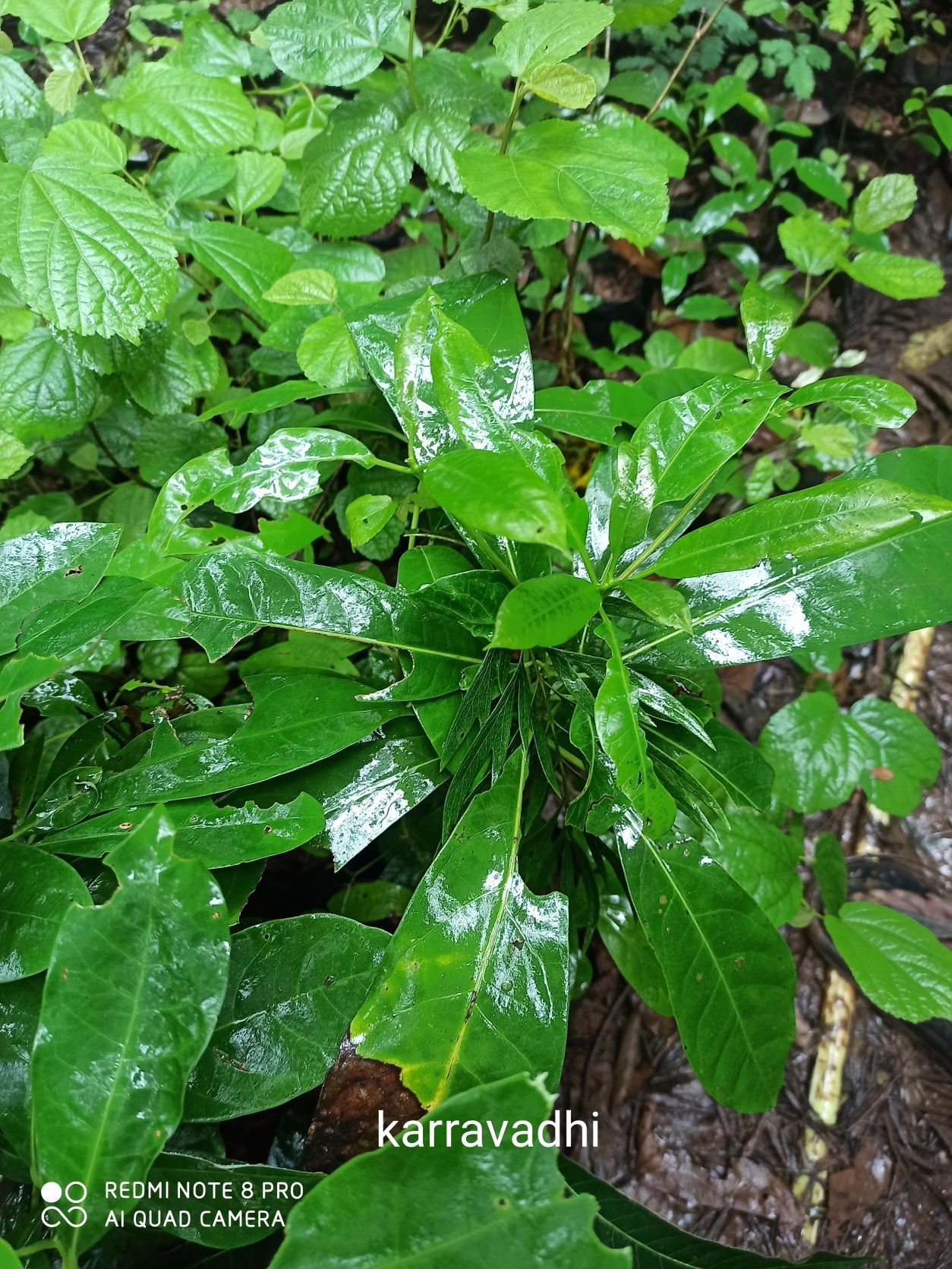 ML-0397-persea-macrantha.jpg Buy Persea macrantha, Kulamavu, Kulirmavu, Kurma, Malamavu,
Ooravu Uramavu, Uravu Aanai, kuru Kula Mavu, Kolamavu - Live
plant online shopping for sale - Image 1