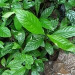 Buy Eriobotrya japonica, लौकाट, Lokat Nespli, Lokat 
Ilakotta, Japanese Medlar, Japanese Plum, Lakkote Loquat, 
Nokkattamaram, Nokkotto - Live plant online shopping for sale
