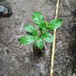 Buy Meyna laxiflora, Moyna, Alu, Aaliv, Helu, Muyna - Live plant 
online shopping for sale