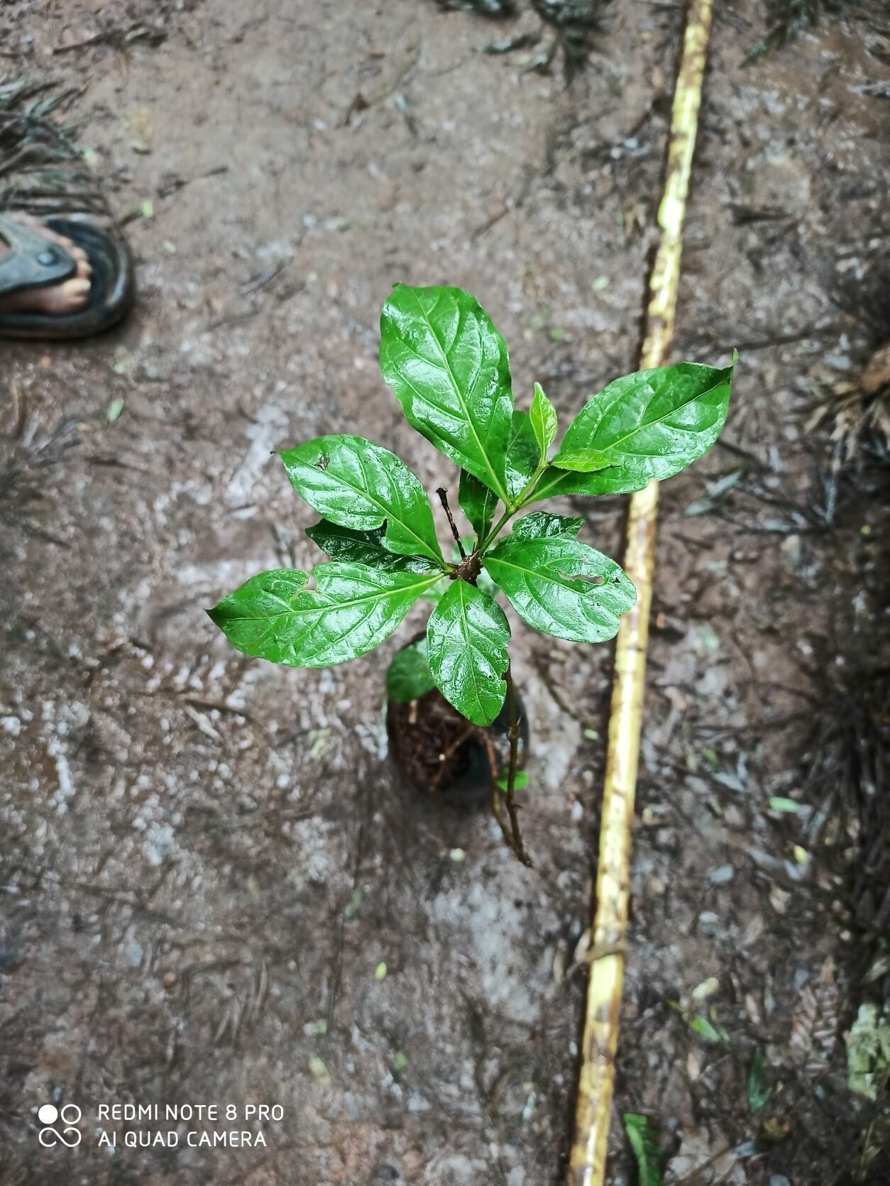 ML-0399-meyna-laxiflora.jpg Buy Meyna laxiflora, Moyna, Alu, Aaliv, Helu, Muyna - Live plant
online shopping for sale - Image 1