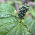 Buy Piper sarmentosum, kattu vethalai, காட்டு 
வெத்தலை, andhaman betle, wild pepper - Live plant 
online shopping for sale