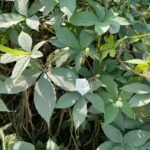 Buy Ipomoea aegyptia, egyptian woodrose, mochukodi, 
மொச்ச்சுக்கொடி - Live plant online 
shopping for sale