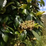 Buy Viburnum punctatum, Konakaran, Tilwaka, Konakkara, 
Konakarimaram - Live plant online shopping for sale