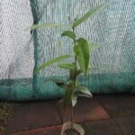 Buy Memecylon randerianum, Kaikkathetti Kashara, Kazhavu 
Koovachekki, Kaikka - thetti Malamthetti, Perungaca Vacci - Live 
plant online shopping for sale