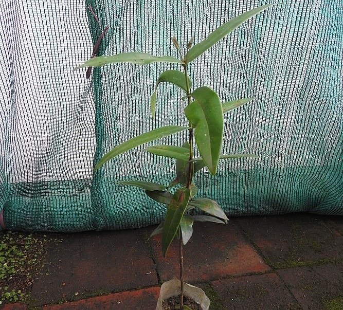 ML-0407-memecylon-randerianum.jpg Buy Memecylon randerianum, Kaikkathetti Kashara, Kazhavu
Koovachekki, Kaikka - thetti Malamthetti, Perungaca Vacci - Live
plant online shopping for sale - Image 1