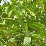 Buy Elaeocarpus ganitrus, rudhraksh, bikkilu, rudhraksham - Live 
plant online shopping for sale