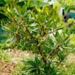 Buy Adenium obesum - Live Plant Online Shopping for Sale