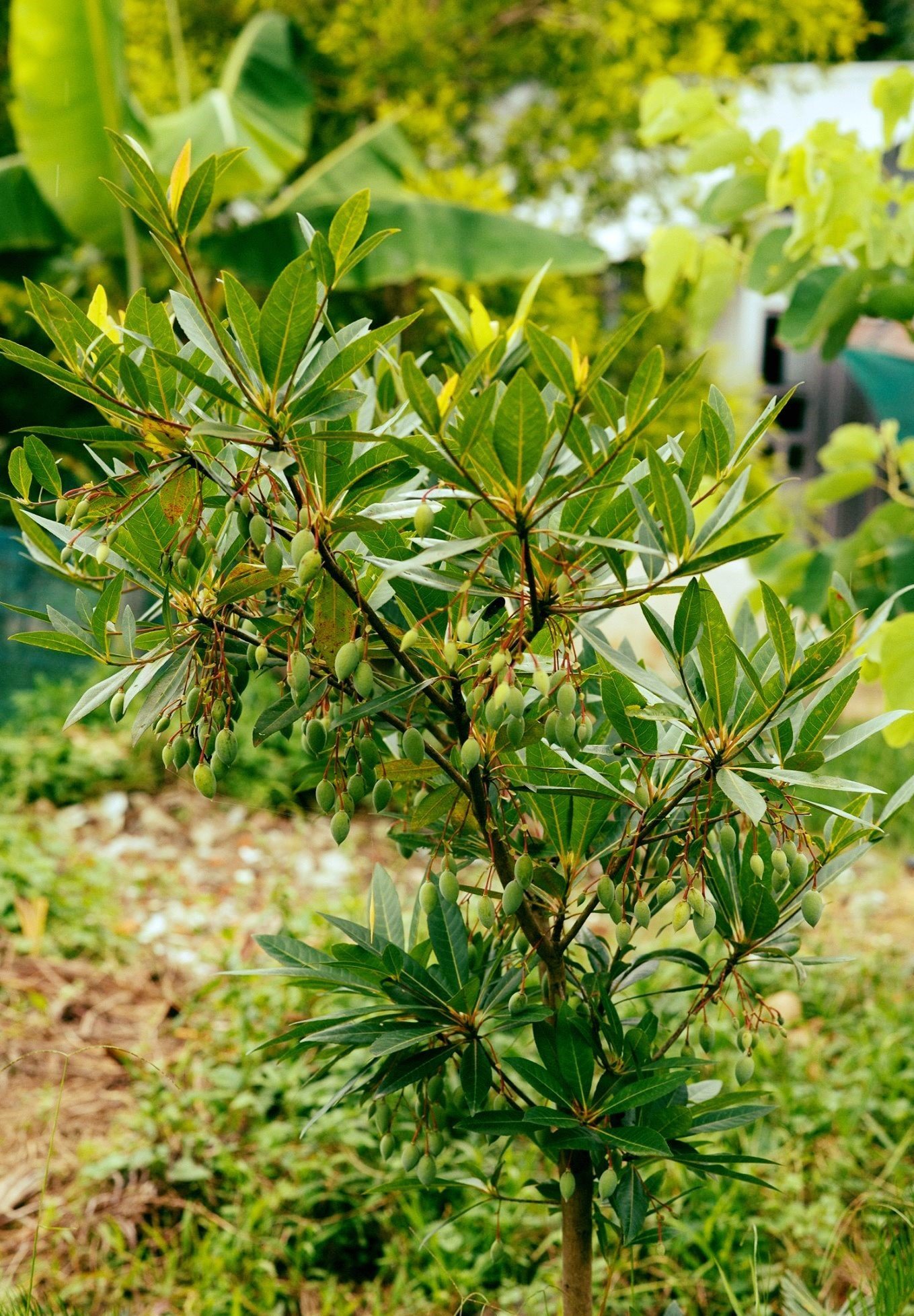 ML-0410-adenium-obesum-live-plant-1.jpg Buy Adenium obesum - Live Plant Online Shopping for Sale - Image 1