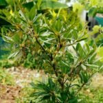 Buy Elaeocarpus grandiflorus-Air layered has fruits - Live plant online shopping for sale