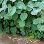 Buy Mallotus nudiflorus, ஆற்றுப்பூவரசு, 
Arruppuvarachu, False White Teak Tumri, पिण्डार, 
Pindar, पिण्डालु, Pindalu - Live plant online 
shopping for sale