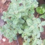 Buy Pedalium murex, yanai nerunjil, बड़ा गोखरू, 
Bara Gokhru, Large Caltrops, யானை 
நெருஞ்சில் - Live plant online shopping for 
sale