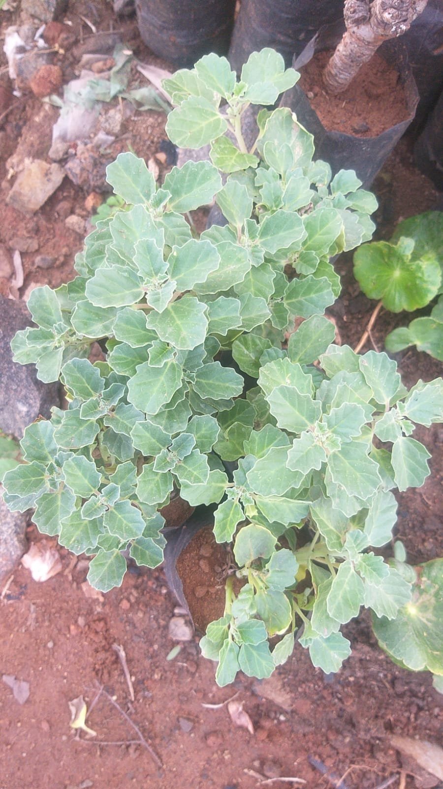 ML-0414-pedalium-murex.jpg Buy Pedalium murex, yanai nerunjil, बड़ा गोखरू,
Bara Gokhru, Large Caltrops, யானை
நெருஞ்சில் - Live plant online shopping for
sale - Image 1