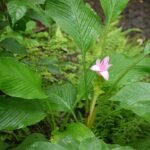 Buy Curcuma pseudomontana, kattumanjal, hill turmeric, kachura, 
रानहळद, raan halada, शिंदळवान, 
shindalavana, शिंदळवानी, shindalavani - Live 
plant online shopping for sale
