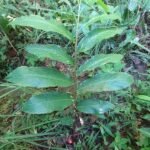 Buy Zingiber rubens, bengal ginger, makhir ginger - Live plant 
online shopping for sale