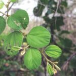 Buy Ziziphus marutiana, indian jujube, எளந்தை, 
Elandhai, baara, Ber, बेर - Live plant online shopping for 
sale